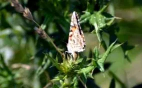 Vanessa cardui