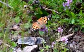 Vanessa cardui