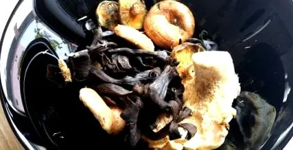 polentán fricassee