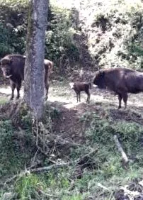 нова планините