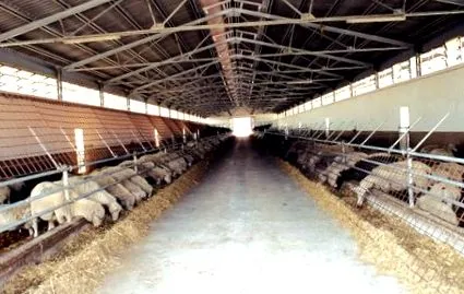 juhok zootechnikai