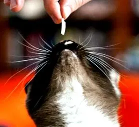 котів