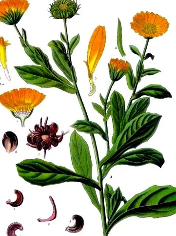 ефекти контраиндикации Calendula officinalis