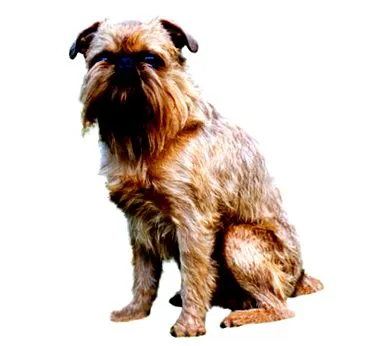 brüsszeli szőrrel