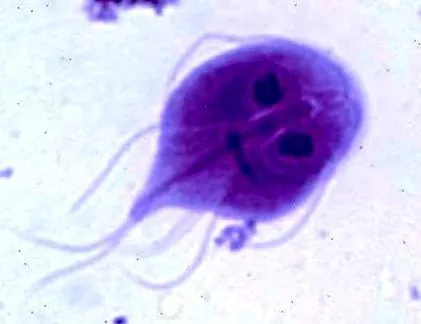 leczenie lamblia