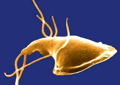 giardia mensch