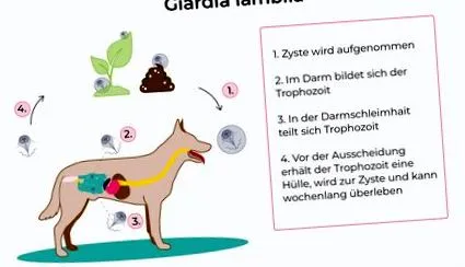 Giardia ellen