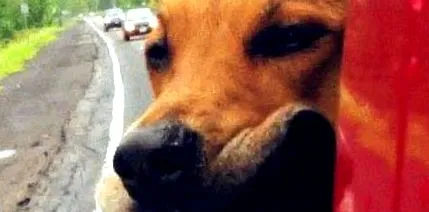 animált