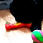 игор