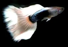 guppy