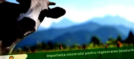 fontossága