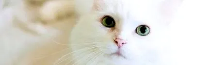 мачки пурина