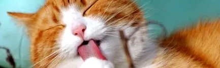 мачки кратка коса