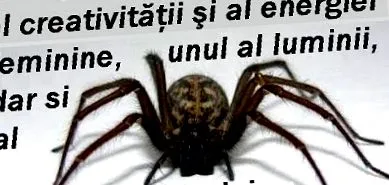pókokról