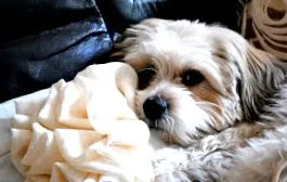 2011