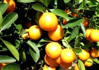 кумкват кумкват