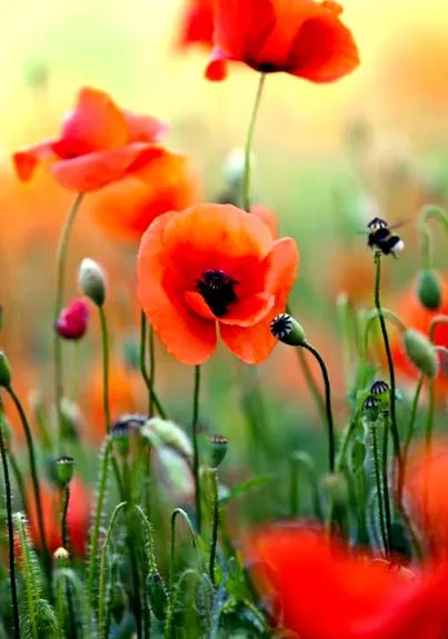 papaver
