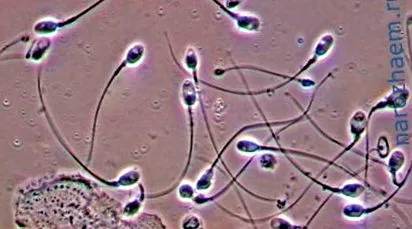 sperma