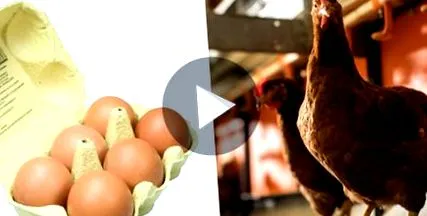 вкус квалитет