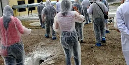 Авипутна Голешти