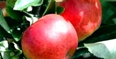 mobil antioxidáns hatású