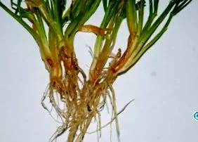 helminthosporium