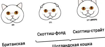 мачката