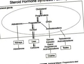 hormonális