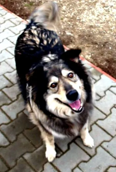 jólét