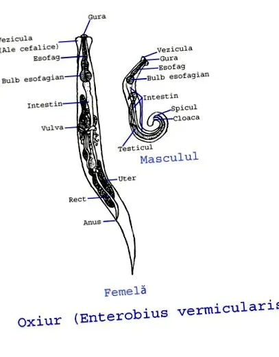 tudományos oxiuros