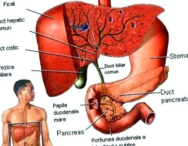 pečeň