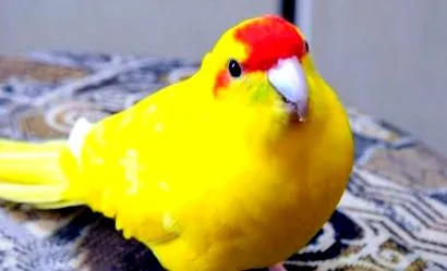 купувайте papagali