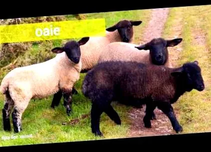 paraziták juhokban