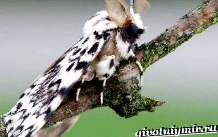 глисти хробаках