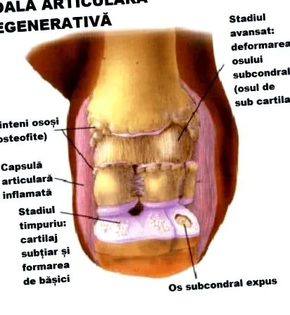 chorôb