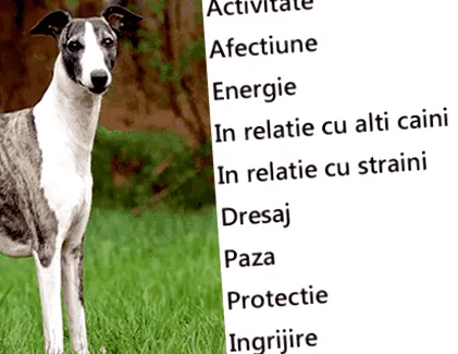 szerző