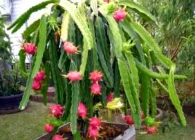 dragon pitahaya