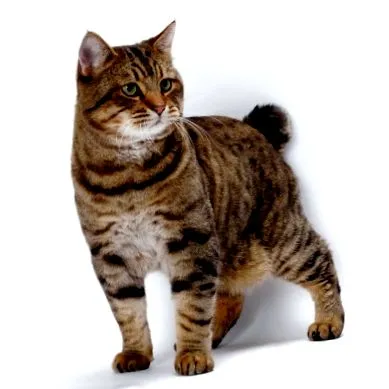 bobtail
