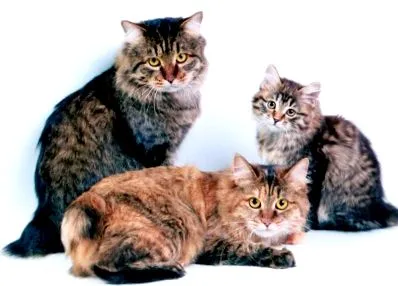 bobtail
