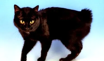 bobtail