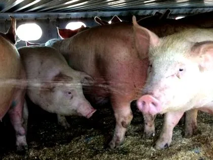 domýšľavého