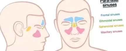 amely emberi