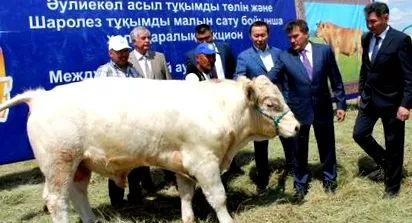 auliekol fajta tehenek