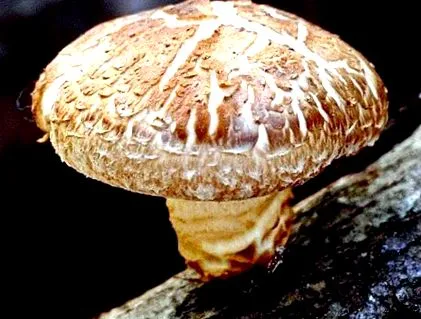 shiitake