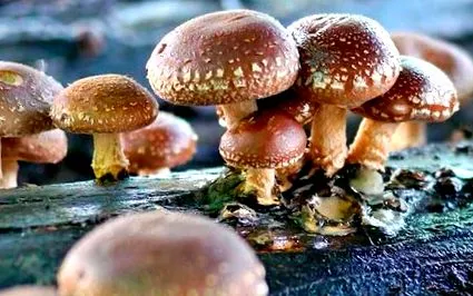 shiitake