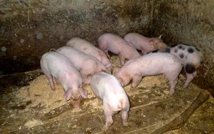 ландрас