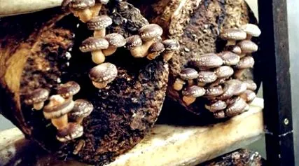 shiitake