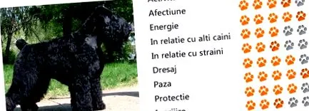 териер териер