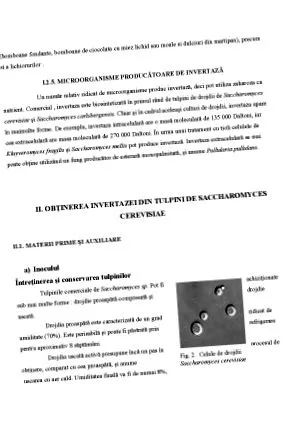 Saccharomyces cerevisiae