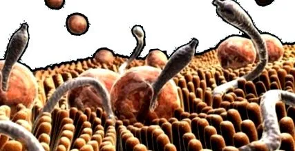 pinworms telihold